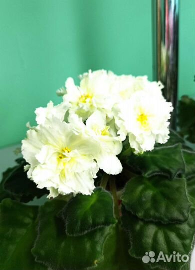 Фиалки-детки