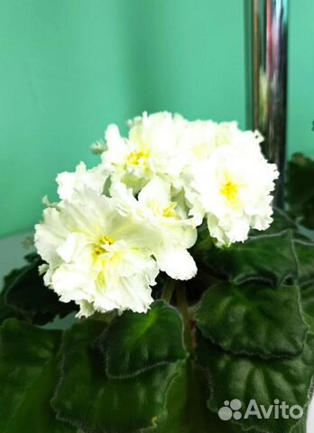 Фиалки-детки