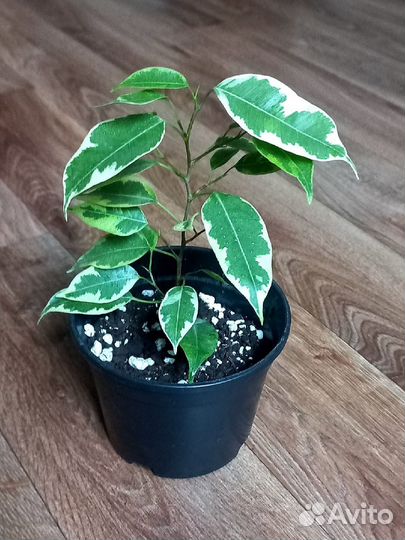 Фикус бенджамина