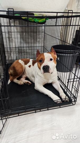 Амстафф вязка