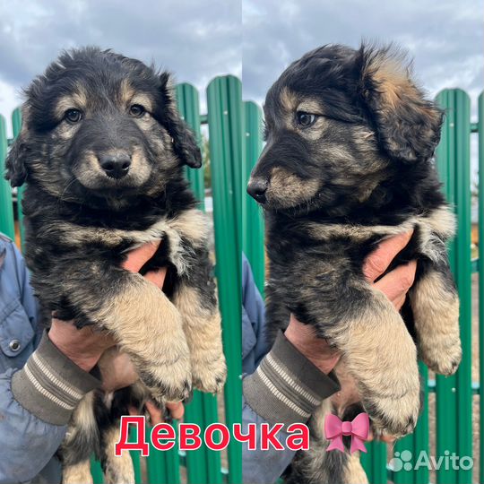Щеночки в добрые руки бесплатно