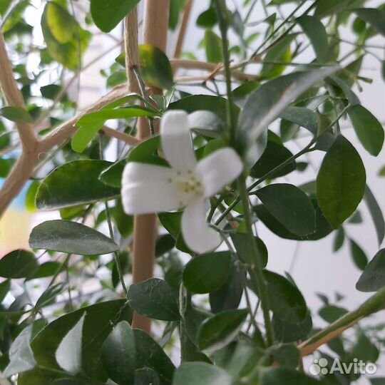 Комнатные растения