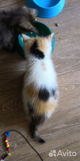 Котята в добрые руки даром