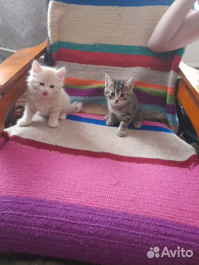 Котята