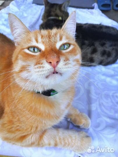 Ваш проводник в Зоопсихологию Татьяна Шип