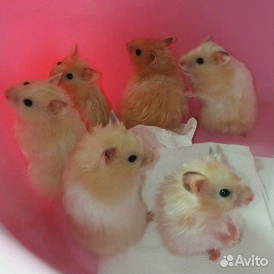 Породистые хомячки разные-разные (клетки, доставка