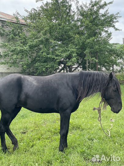 Карачаевский жеребец