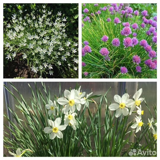 Примулы, луковичные растения