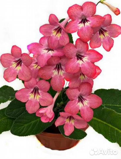 Стрептокарпусы