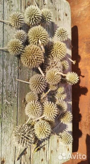 Сухоцветы для флористики