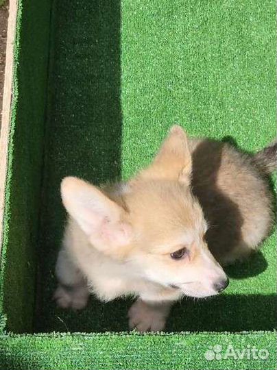 Супер Коржик