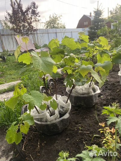 Саженцы винограда