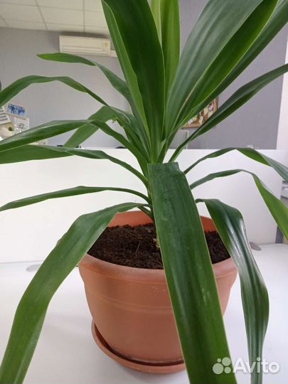 Панданус или винтовая пальма