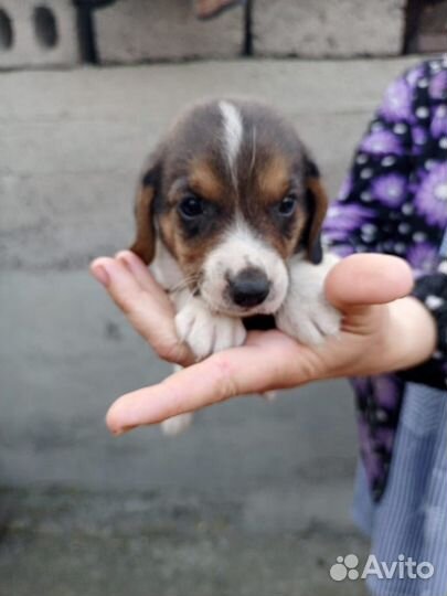 Щенки эстонской гончей