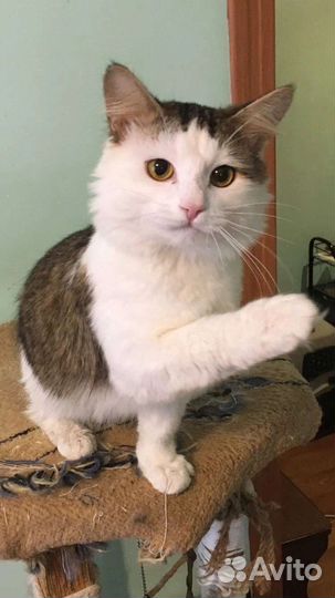 Котики бесплатно в добрые руки