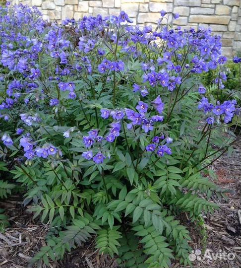 Синюха голубая