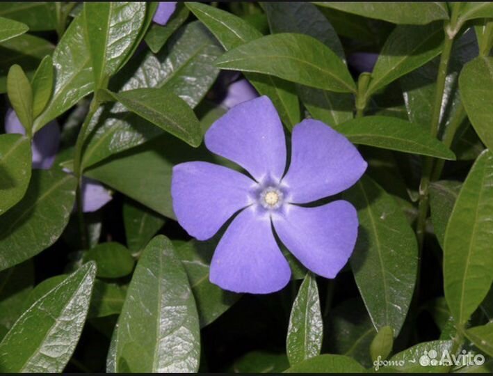 Ясколка, астра почвопокровная, ирисы, вербейник