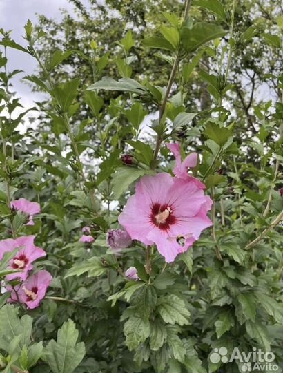 Гибискус сирийский