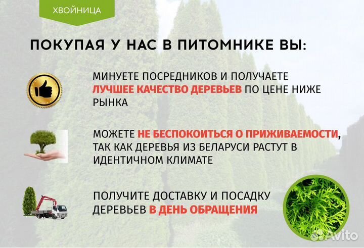 Туя Колумна