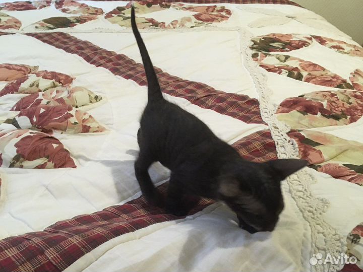Котята донского сфинкса