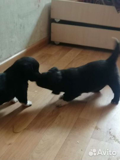 Щенок в добрые руки бесплатно маленькая порода