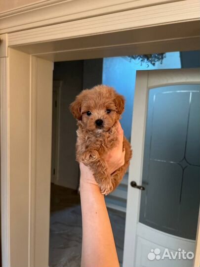 Мальтипу Ф1 мальчик ред браун