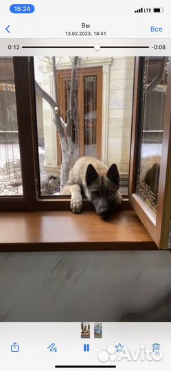 Щенок немецкой овчарки
