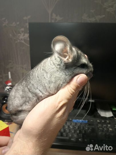 Шиншилла