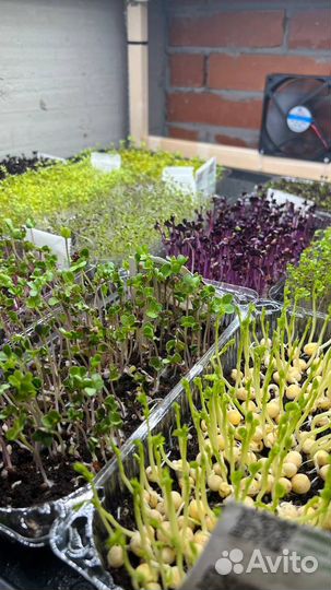 Микрозелень