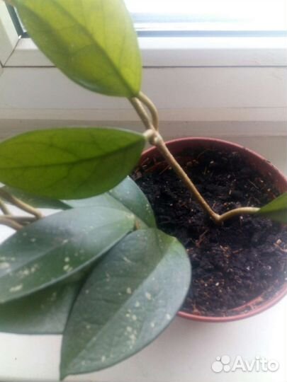 Хойя мясистая (восковое дерево)