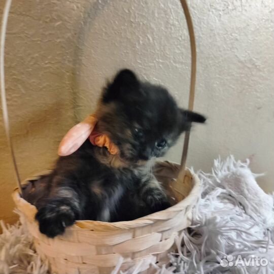 Котята в добрые руки бесплатно