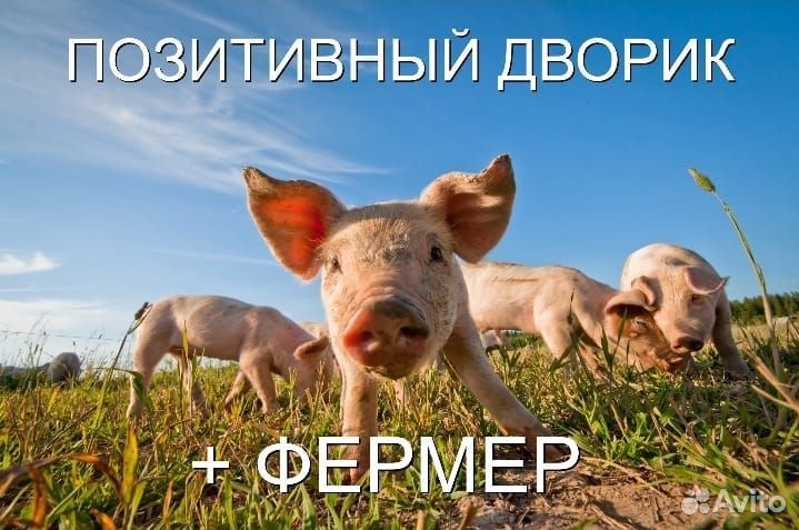 Индюки домашние