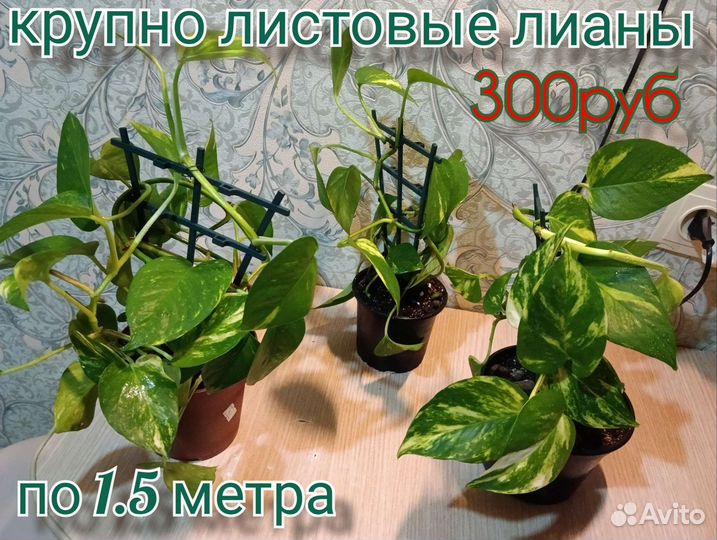 Эпипремнумы (лианы) 4 сорта