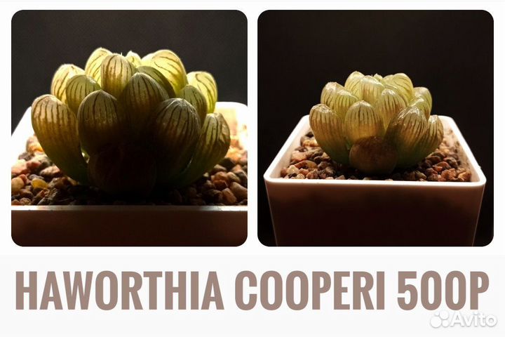 Суккуленты ll