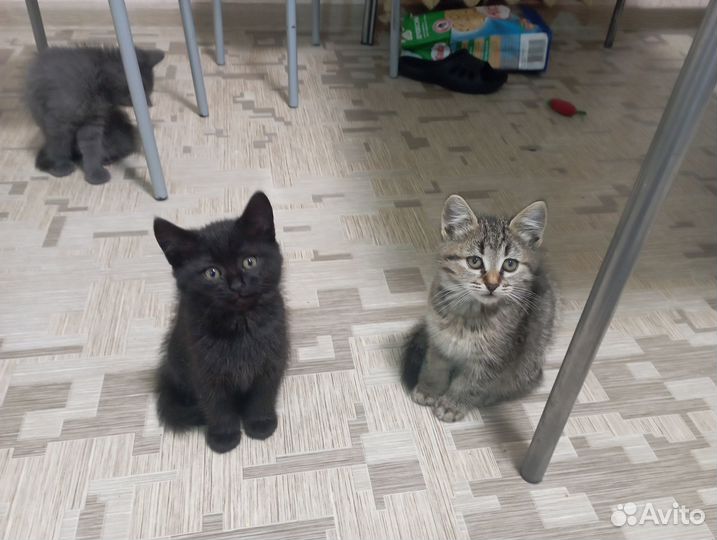 Котят отдам в добрые руки