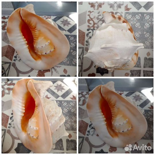 Ракушки и кораллы