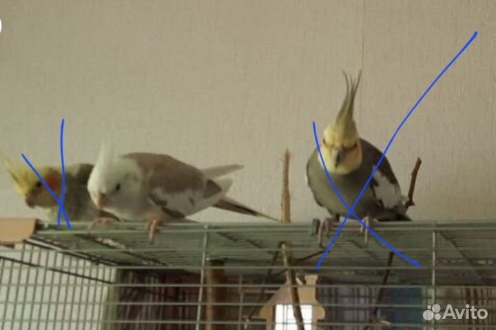 Попугай корелла