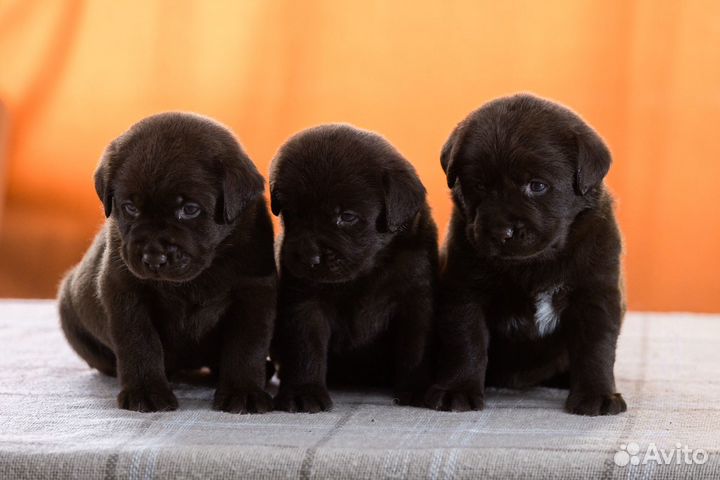 Щенки лабрадора