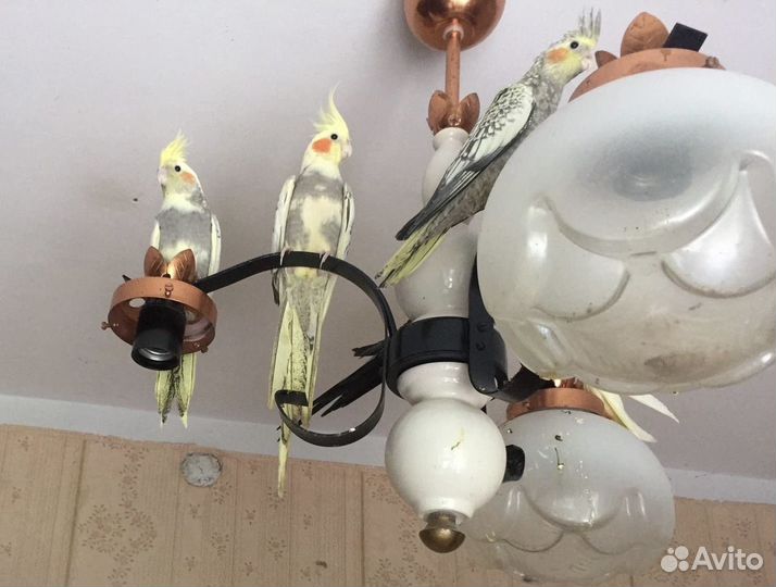 Птенцы кореллы