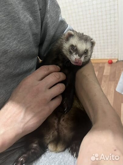 Хорек с клеткой