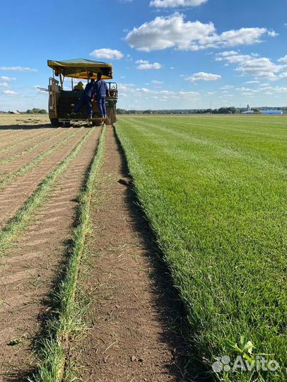 Рулонный газон