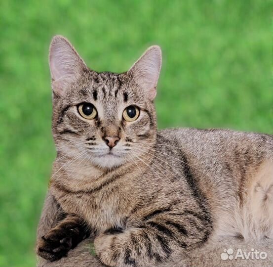 Кошка Натти Сати 1,2-1,5г (табби (шпротный) с чер