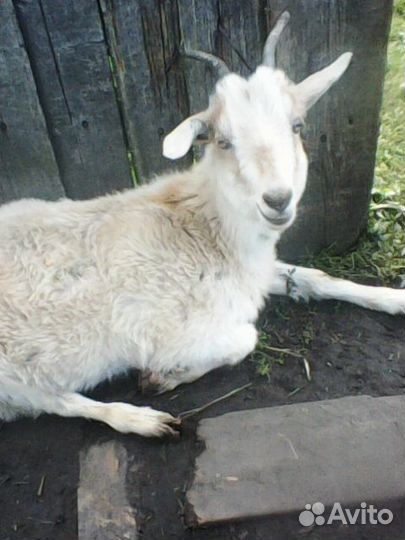 Козочка молодая 9 мес