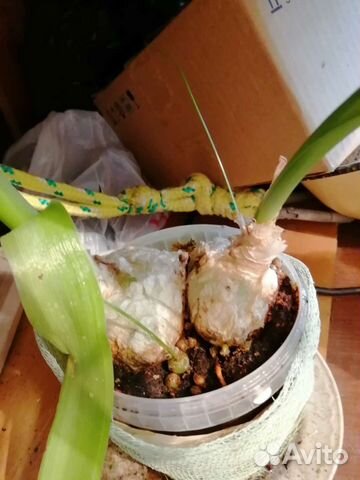 Лук для лечения сустав