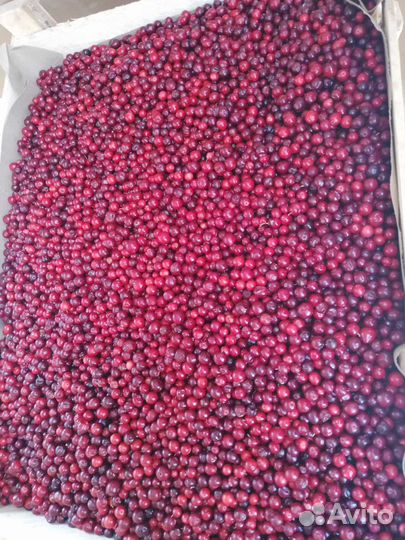 Брусника. Клюква