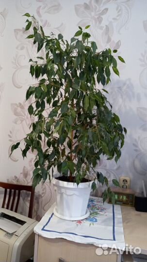 Фикус бенджамина