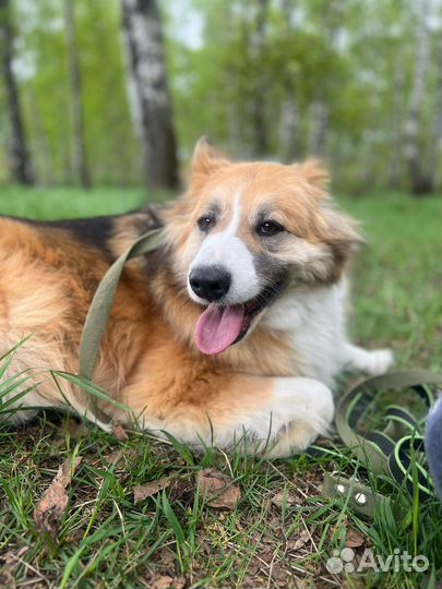 Красивая собака из приюта в поисках дома