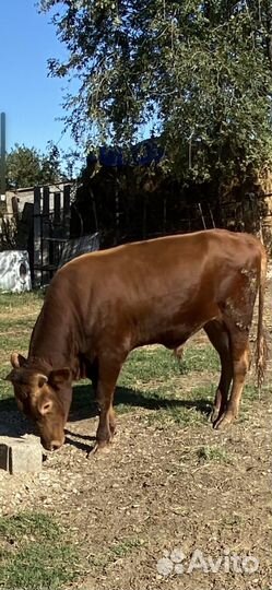 Продается бычок 1,5года