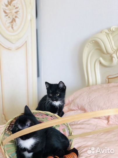 Котятки в добрые руки