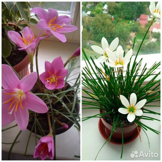 Зефирантес